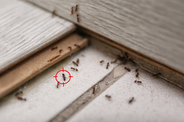 Best Pest Removal Services  in Avis, PA