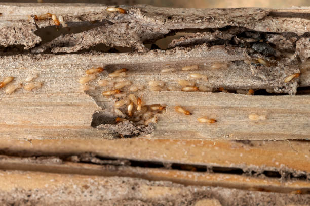 Best Residential Pest Control  in Avis, PA